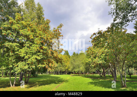 Herbst Landschaft mit roten Beeren ebereschen Stockfoto