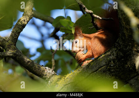 Eichhörnchen in einen Nussbaum Stockfoto