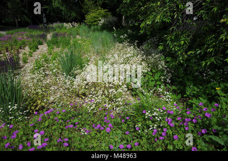 Chrysanthemum parthenium, Syn. Tanacetum parthenium Mutterkraut, Stockfoto