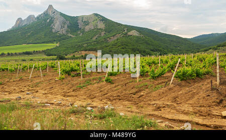 Schöne Grün der Weinberge auf Feldern in Bergen der Krim. Stockfoto