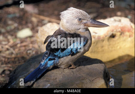 BLUE-WINGED KOOKABURRA (DACELO LEACHII) IST AUCH BEKANNT ALS HOWLING JACKASS ODER LEACH'S KOOKABURRA, DIE HIER AUF EINEM FELSEN RUHEND GESEHEN WIRD. AUSTRALIEN Stockfoto