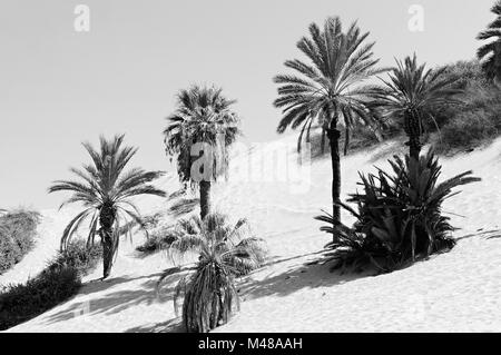 In den Dünen von Oase Huacachina Peru schwarz-weiß Stockfoto