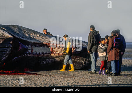 Umstehende Personen besuchen Sie ein toter Pottwal/St. Peter Ording Stockfoto