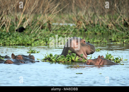 Flusspferde in Kenia Stockfoto