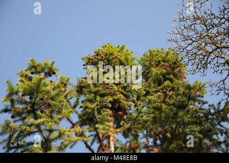 Akebia harringtonia, Cowtail Kiefer, mit Kegel Stockfoto