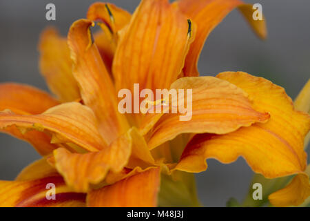 Orange Tiger Lily Stockfoto