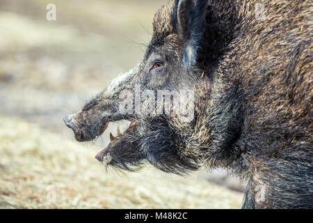 Wildschwein Stockfoto