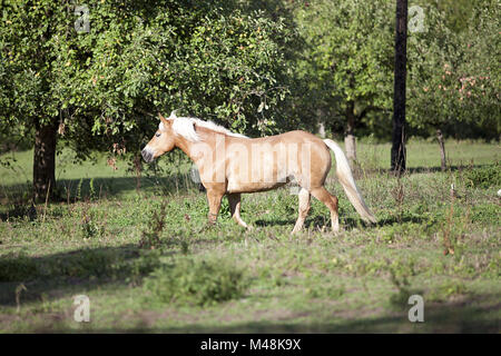 Haflinger freien Lauf außerhalb Portrait auf paddock Stockfoto