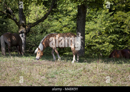 Haflinger freien Lauf außerhalb Portrait auf paddock Stockfoto