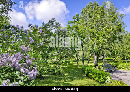 Bank unter einem blühenden Rowan Tree und Flieder Stockfoto