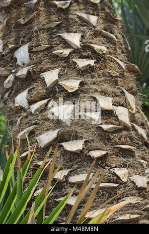 Chamaerops humilis - Zwergpalme Stockfoto