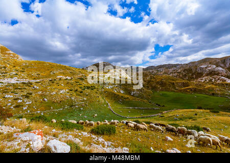 Schafe in nationalen Bergen Parken Durmitor - Montenegro Stockfoto