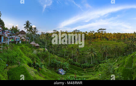 Reisfelder Jatiluwih - Insel Bali Indonesien Stockfoto