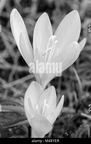 Herbst Crocus Blüten öffnen sich über jedem anderen Schwarz und Weiß Stockfoto