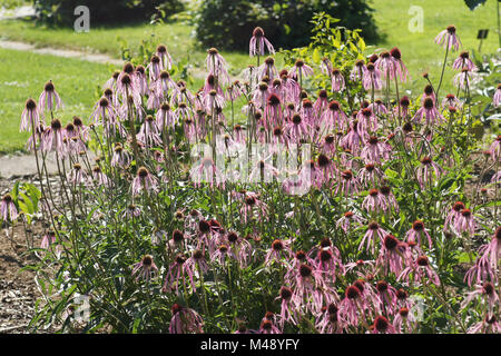 Echinacea angustifolia, Schmal-leaved Rot coneflower Stockfoto