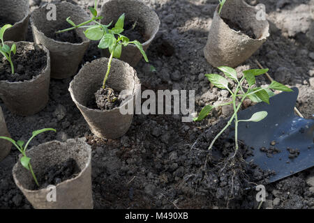 Junge Pflanzen Pfeffer Sämlinge im Torf Töpfe auf Boden Hintergrund Stockfoto