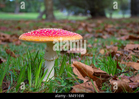 Fliegenpilz Stockfoto