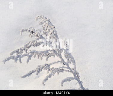 Winter Hintergrund mit Raureif auf dem Gras Stockfoto