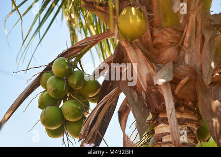 Fraktion der Grünen Kokosnuss hängen an Palme im sonnigen Tag Stockfoto