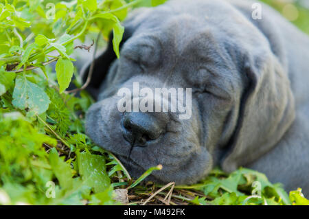 Schöne graue Dogge hund welpe ist Schlafen draußen auf Gras Stockfoto