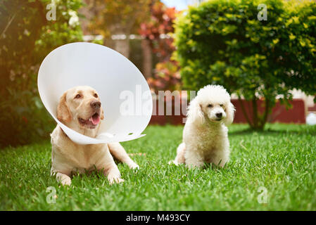 Zwei Hunde beim Tierarzt service sitzen auf grünem Gras Stockfoto