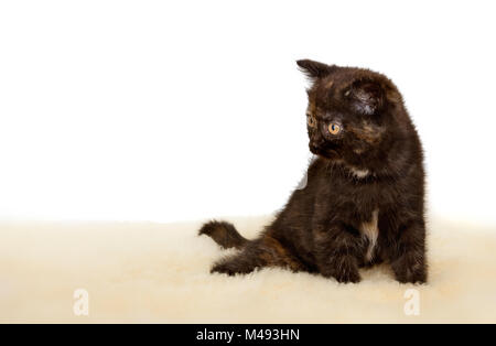 Portrait von Britisch Kurzhaar Kätzchen sitzend, schwarz schildpatt Farbe. Stockfoto