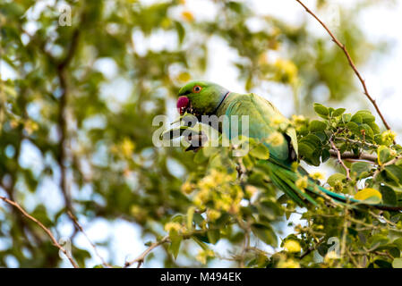 Rose-ringed parakeet Männlich (Papagei) schwingen, Essen auf tamrind Baum in Dschibuti East Africa Stockfoto