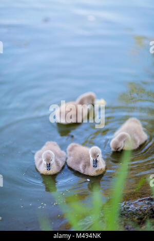 Australische schwarze Schwäne und Signets im Park Stockfoto