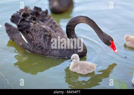 Australische schwarze Schwäne und Signets im Park Stockfoto