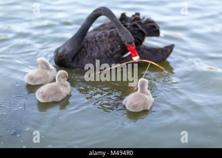 Australische schwarze Schwäne und Signets im Park Stockfoto