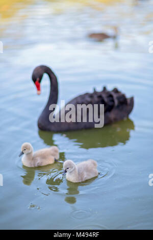 Australische schwarze Schwäne und Signets im Park Stockfoto