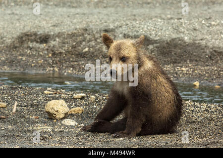 Braunbär jungen auf dem Ufer der Kurilen-See. Stockfoto