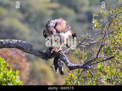 Weibliche bonelli Eagle thront auf einem Zweig essen ein Kaninchen Stockfoto