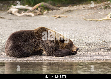 Brauner Bär schlafen sanft auf dem Ufer der Kurilen-See. Stockfoto