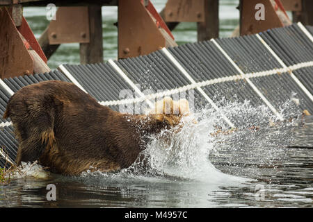 Junger Braunbär fängt Beute in den Kurilen-See. Stockfoto