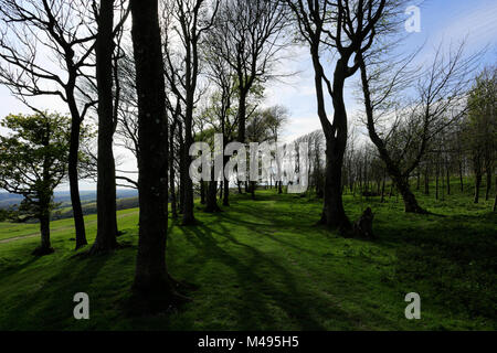 Sommer Blick über Chanctonbury Ring, South Downs National Park, Sussex, England, Großbritannien Stockfoto