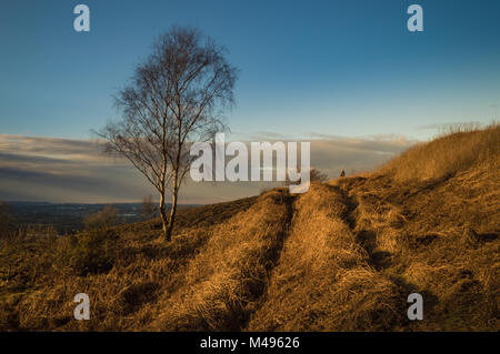 Einsame Silver Birch tree Am späten Nachmittag Sonne. Stockfoto