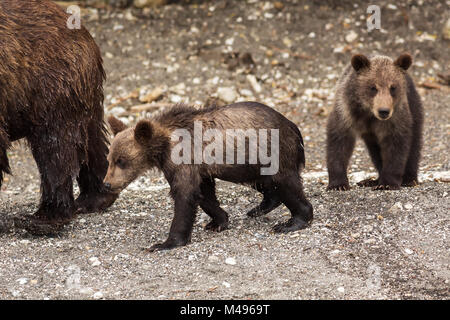 Braunbär jungen auf dem Ufer der Kurilen-See. Stockfoto