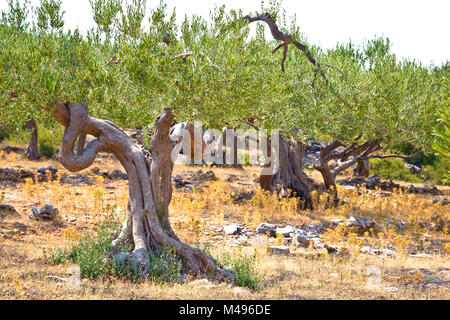 Alte Olivenbäume Plantage in Dalmatien Stockfoto