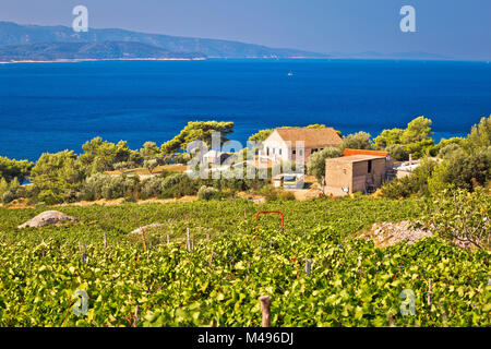 Weinberge am Meer auf der Insel Brac Stockfoto