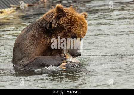 Braunbär, Fisch zu Essen in Kurilen See gefangen. Stockfoto