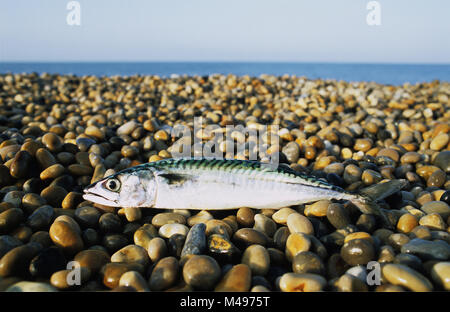 Makrelen an Chesil Beach, Dorset, Großbritannien. Lateinischer Name Düstere scombrus Stockfoto