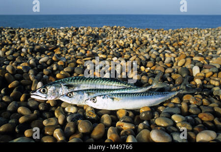 Makrelen an Chesil Beach, Dorset, Großbritannien. Lateinischer Name Düstere scombrus Stockfoto