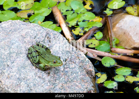 Frosch auf einem Stein saß Stockfoto