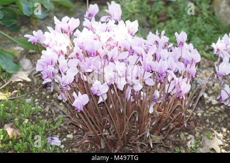 Cyclamen Hederifolium, Efeu-leaved persischen Violett Stockfoto