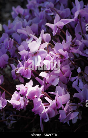 Cyclamen Hederifolium, Efeu-leaved persischen Violett Stockfoto