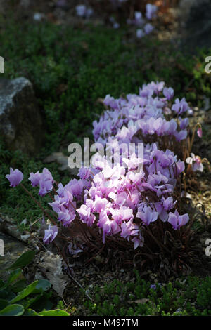 Cyclamen Hederifolium, Efeu-leaved persischen Violett Stockfoto