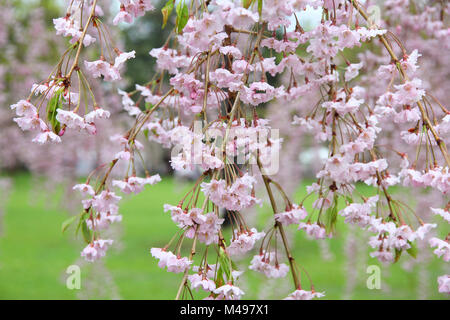 Hirosaki, Japan - weinend Kirschblüte (Sakura) in berühmten Schlosspark. Cherry Blütenblätter. Stockfoto