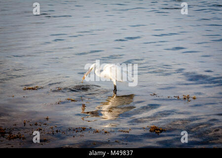 Egret Fütterung Stockfoto