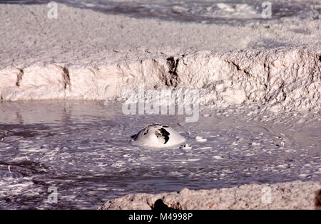 Bursting Bubbles von Schlamm, Fountain Paint Pots Trail, Yellowstone-Nationalpark, USA Stockfoto